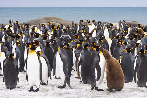 Framed Colony of King penguins Print