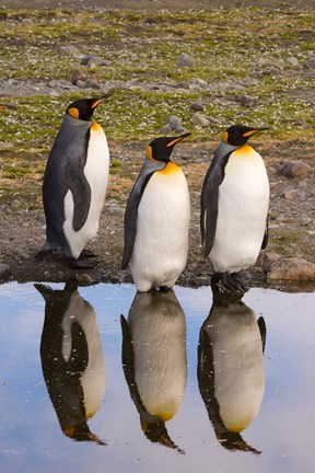 Framed King penguin reflections Print