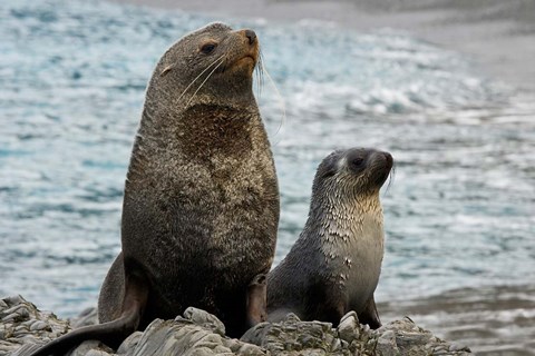 Framed South Georgia Island. Mother fur seal and pup Print