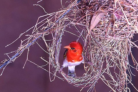 Framed South Kruger NP. Redheaded weaver bird, nest Print