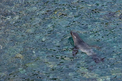 Framed Southern Fur Seal Swimming in Clear Water, South Georgia Island, Antarctica Print