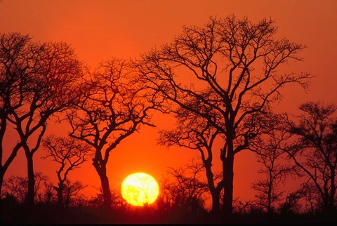 Framed South Africa, Kruger NP, Trees silhouetted at sunset Print