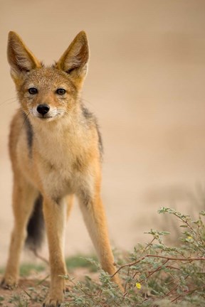 Framed South Africa, Kalahari, Black Backed Jackal wildlife Print