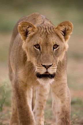 Framed South Africa, Kgalagadi, Kalahari Desert, Lion Print