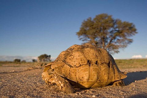 Framed South Africa, Leopard Tortoise, Kalahari Desert Print