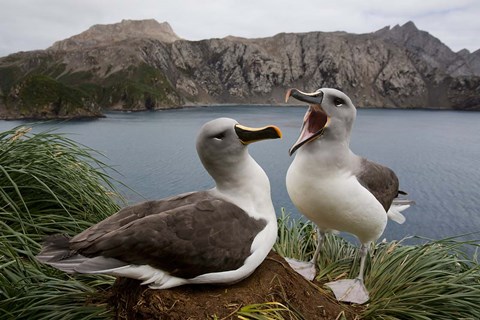 Framed South Georgia Island, Gray-headed Albatross courtship Print