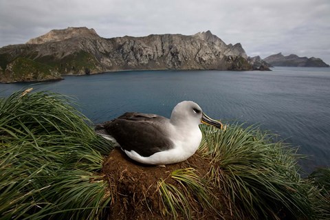 Framed South Georgia Island, Grayheaded Albatross Print