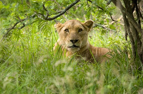 Framed South African Lioness, Hluhulwe, South Africa Print