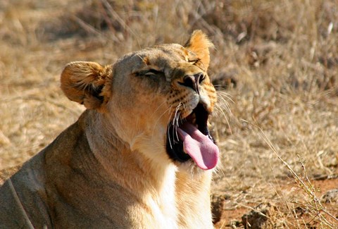 Framed South Africa, Madikwe GR, Lion yawns in African sun Print