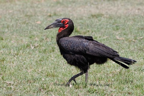 Framed Southern Ground Hornbill bird, Maasai Mara, Kenya Print
