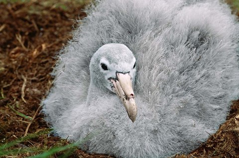 Framed South Georgia Island, Southern Giant Petrel bird Print