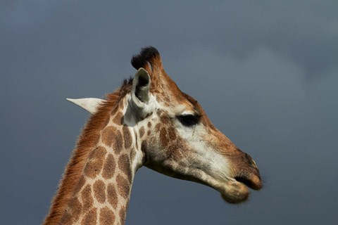 Framed South African Giraffe, Giraffa camelopardalis Kruger NP, South Africa Print
