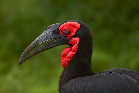 Framed Southern Ground Hornbill, Bucorvus leadbeateri, Kruger NP,South Africa Print