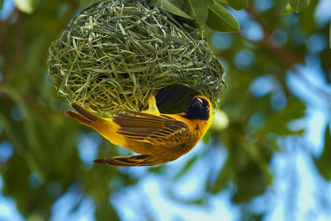 Framed Southern Masked Weaver at nest, Etosha National Park, Namibia Print