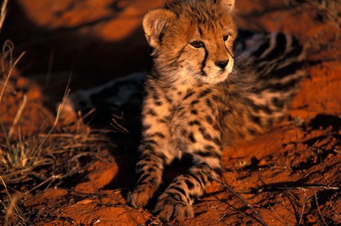 Framed South Africa, Kalahari Desert. King Cheetah Print