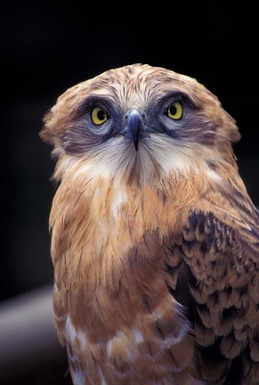 Framed South Africa. Spotted Eagle Owl (Bubo africanus) Print