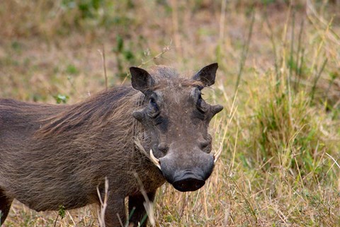 Framed South Africa, KwaZulu Natal, warthog wildlife Print