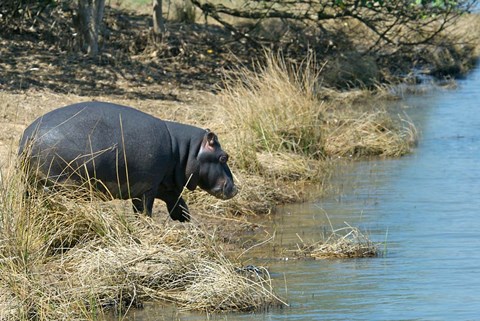 Framed South Africa, KwaZulu Natal, Wetlands, hippo Print