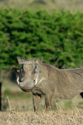 Framed South Africa, KwaZulu Natal, Zulu Nyala GR, Warthog Print