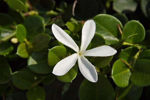 Framed South Africa, Durban, Num Num flower Print