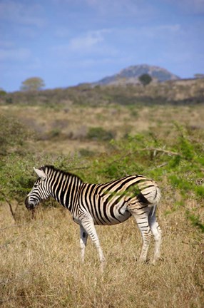 Framed South Africa, Zulu Nyala Game Reserve, Zebra Print