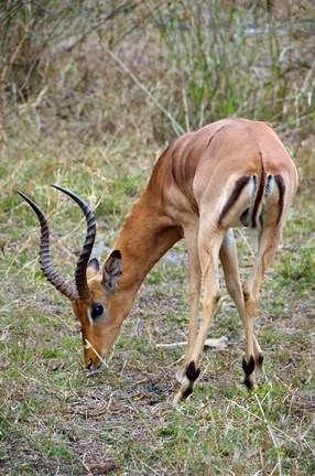 Framed South Africa, Zulu Nyala GR, Impala wildlife Print