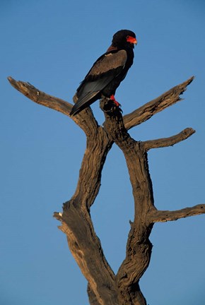 Framed South Africa, Kgalagadi, Bateleur, African raptor bird Print