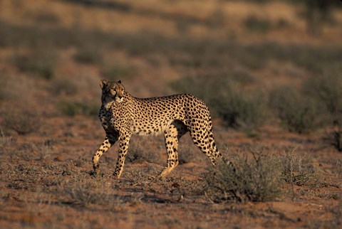 Framed South Africa, Kgalagadi Transfrontier Park, Cheetah Print