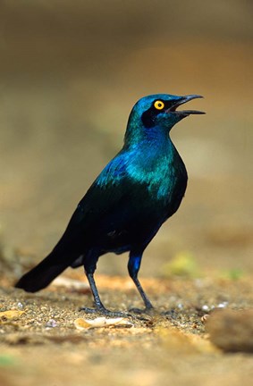 Framed South Africa, Kruger, Greater Blue Eared Starling bird Print