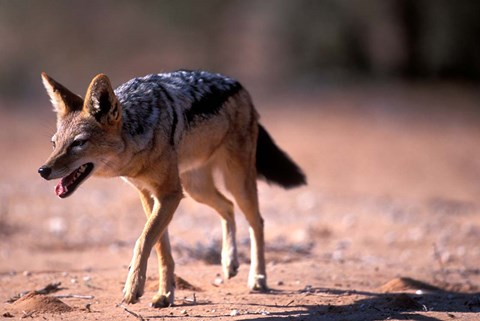 Framed South Africa, Kgalagadi, Kalahari, Black Backed Jackal Print