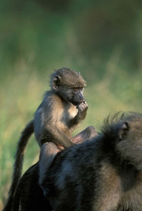Framed South Africa, Kruger NP, Chacma Baboon troop in grass Print