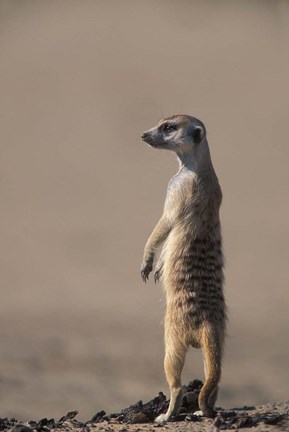 Framed South Africa, Kgalagadi, Meerkat, Mongoose Print