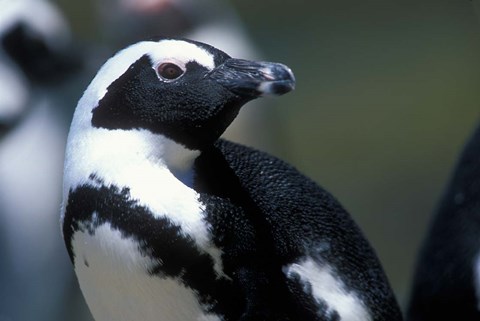 Framed Close up of African Penguin Print