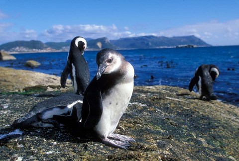 Framed South Africa, Simon's Town, Jackass Penguin, coastline Print