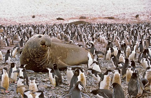 Framed Southern Elephant Seal big bull and chinstrap penguins, wildlife, South Georgia Print