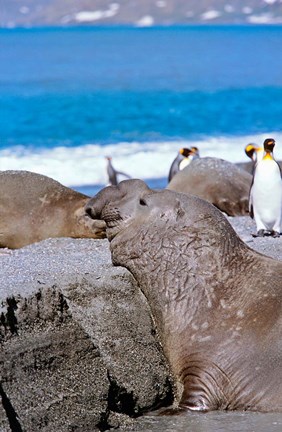 Framed Southern Elephant Seal bull waiting  to mate, Island of South Georgia Print