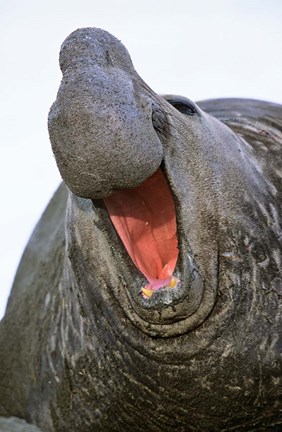 Framed Southern Elephant Seal bull, South Georgia Print