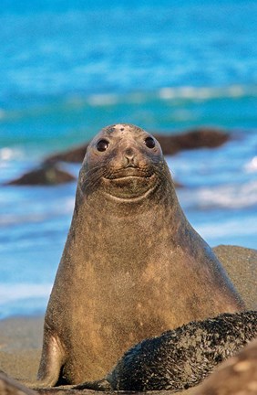 Framed Southern Elephant Seal cow, South Georgia Print