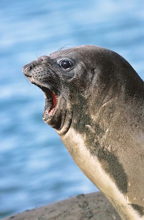 Framed Southern Elephant Seal cow mating season, South Georgia Print