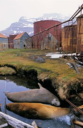 Framed Southern Elephant Seal in ruins of old whaling station, Island of South Georgia Print