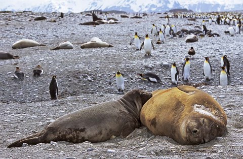 Framed Southern Elephant Seal pub suckling milk from mother, Island of South Georgia Print