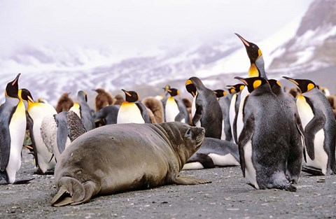 Framed Southern Elephant Seal weaned pup in colony of King Penguins Print