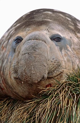 Framed Southern Elephant Seal, bull during harem and mating season, South Georgia Print