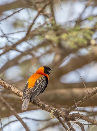 Framed Southern Red Bishop, Lake Manyara NP, Tanzania Print