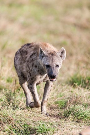 Framed Spotted Hyena, Crocuta crocuta, in the Maasai Mara, Kenya, Africa. Print