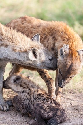 Framed Spotted Hyena, Maasai Mara, Kenya Print