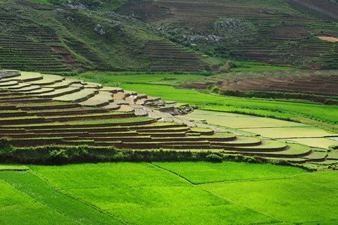 Framed Spectacular green rice field in rainy season, Ambalavao, Madagascar Print