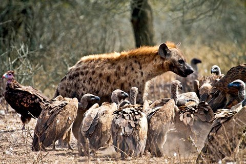 Framed Spotted hyenas and vultures scavenging on a carcass in Kruger National Park, South Africa Print