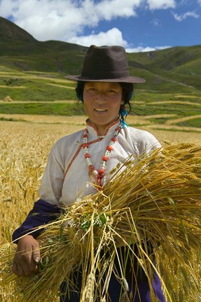 Framed Tibetan Farmer Harvesting Barley, East Himalayas, Tibet, China Print