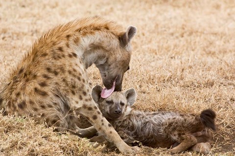 Framed Tanzania, Ngorongoro Conservation Area, Spotted hyena Print